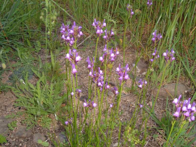 Linaria pelisseriana / Linajola di Pellicier